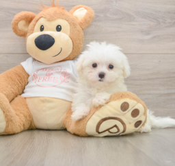 7 week old Maltese Puppy For Sale - Seaside Pups