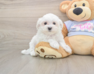 8 week old Maltese Puppy For Sale - Seaside Pups
