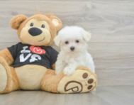 8 week old Maltese Puppy For Sale - Seaside Pups