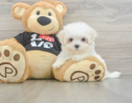 8 week old Maltese Puppy For Sale - Seaside Pups