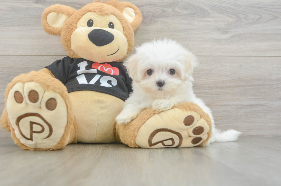 8 week old Maltese Puppy For Sale - Seaside Pups