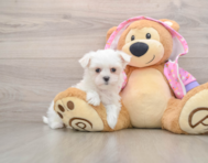 7 week old Maltese Puppy For Sale - Seaside Pups
