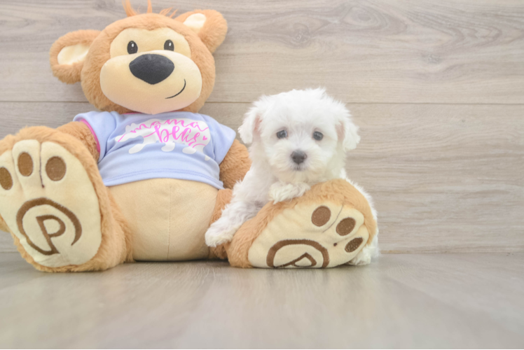 Sweet Maltese Purebred Puppy