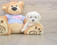 7 week old Maltese Puppy For Sale - Seaside Pups