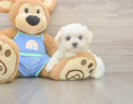 7 week old Maltese Puppy For Sale - Seaside Pups
