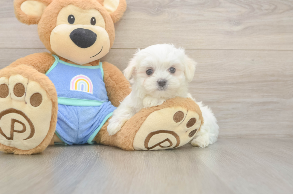 8 week old Maltese Puppy For Sale - Seaside Pups