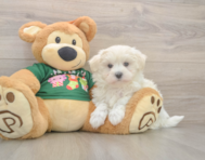 10 week old Maltese Puppy For Sale - Seaside Pups