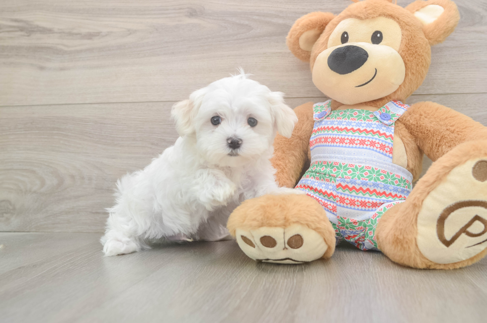 7 week old Maltese Puppy For Sale - Seaside Pups