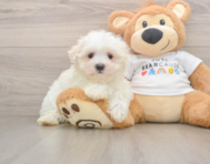7 week old Maltese Puppy For Sale - Seaside Pups