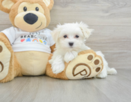 8 week old Maltese Puppy For Sale - Seaside Pups