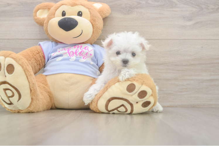 Best Maltese Baby