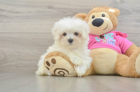 Maltese Puppy for Adoption