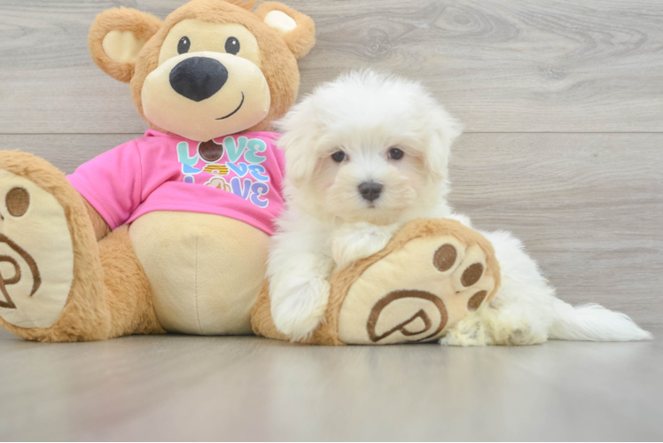 Fluffy Maltese Purebred Puppy