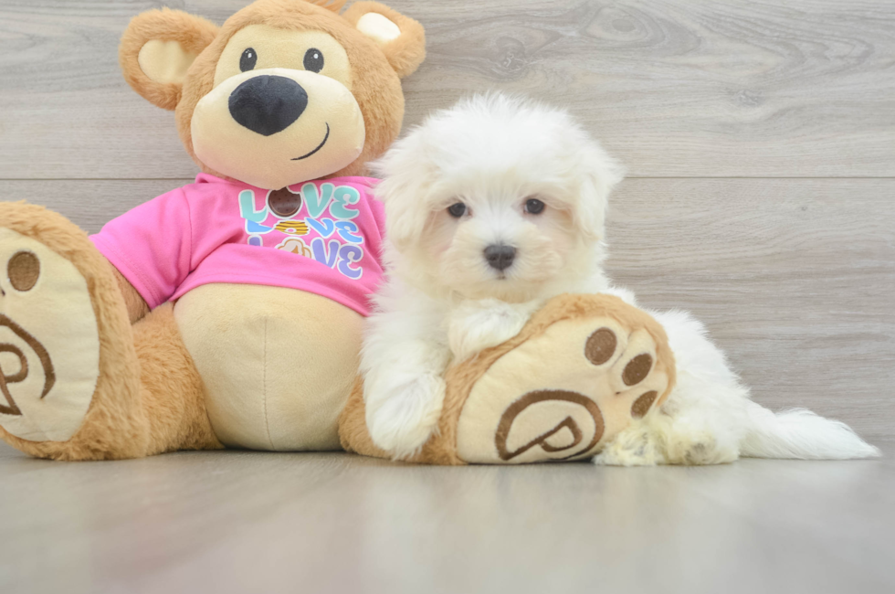 8 week old Maltese Puppy For Sale - Seaside Pups