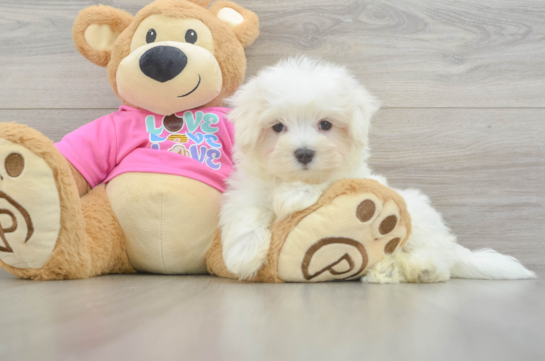 Fluffy Maltese Purebred Puppy