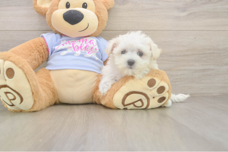 Maltese Puppy for Adoption
