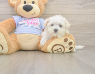 7 week old Maltese Puppy For Sale - Seaside Pups