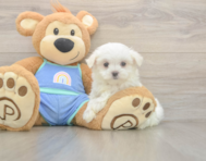 7 week old Maltese Puppy For Sale - Seaside Pups