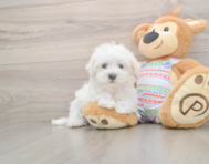 7 week old Maltese Puppy For Sale - Seaside Pups