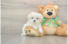 Little Maltese Purebred Pup