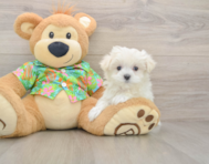 7 week old Maltese Puppy For Sale - Seaside Pups