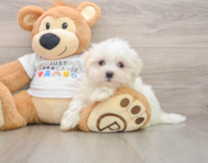 8 week old Maltese Puppy For Sale - Seaside Pups