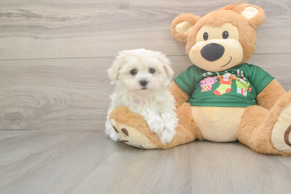 Fluffy Maltese Purebred Puppy