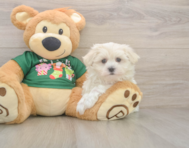 10 week old Maltese Puppy For Sale - Seaside Pups