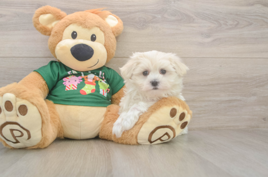 Maltese Pup Being Cute