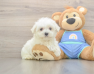 7 week old Maltese Puppy For Sale - Seaside Pups