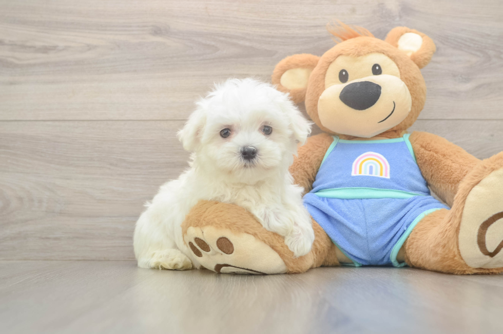 8 week old Maltese Puppy For Sale - Seaside Pups