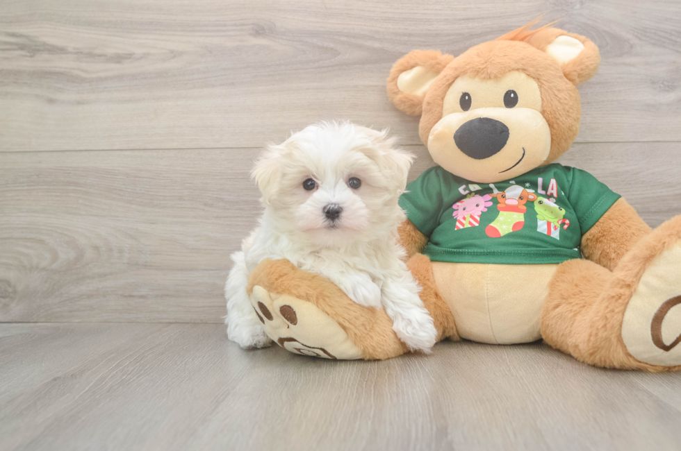 11 week old Maltese Puppy For Sale - Seaside Pups