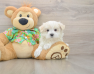 7 week old Maltese Puppy For Sale - Seaside Pups