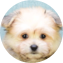 Maltipom Puppy For Sale - Seaside Pups Maltipom Puppy For Sale - Seaside Pups