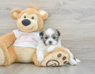 5 week old Maltipom Puppy For Sale - Seaside Pups