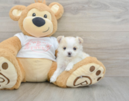 5 week old Maltipom Puppy For Sale - Seaside Pups