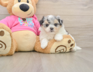 5 week old Maltipom Puppy For Sale - Seaside Pups