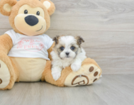 5 week old Maltipom Puppy For Sale - Seaside Pups