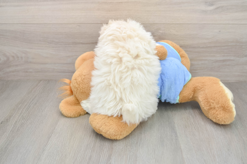 Maltipom Pup Being Cute