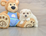5 week old Maltipom Puppy For Sale - Seaside Pups