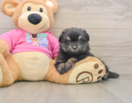 5 week old Maltipom Puppy For Sale - Seaside Pups