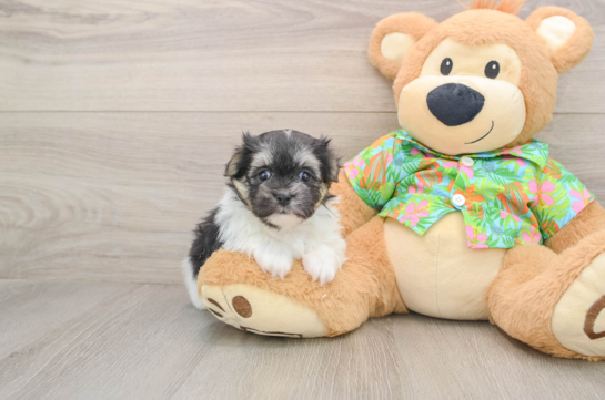 Maltipom Pup Being Cute