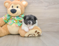 5 week old Maltipom Puppy For Sale - Seaside Pups