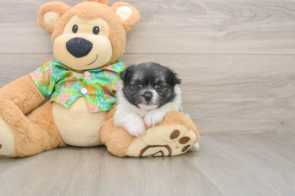 Popular Maltipom Designer Pup