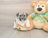 5 week old Maltipom Puppy For Sale - Seaside Pups