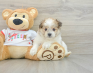 6 week old Maltipom Puppy For Sale - Seaside Pups