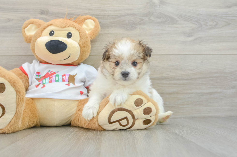 6 week old Maltipom Puppy For Sale - Seaside Pups