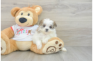 Maltipom Puppy for Adoption