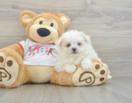 6 week old Maltipom Puppy For Sale - Seaside Pups