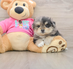 5 week old Maltipom Puppy For Sale - Seaside Pups